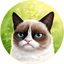 У Grumpy cat уже есть официальная страница на facebook и официальный сайт фото